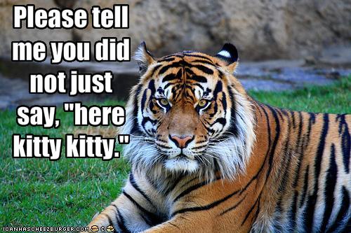 funny-pictures-tiger-does-not-appreciate
