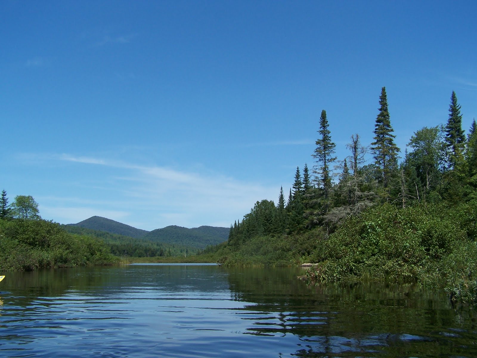 Tree ID Adirondack Forum