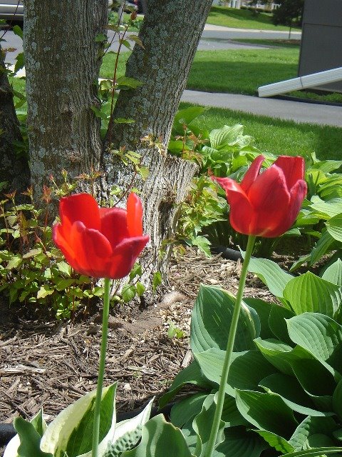 [tulips.JPG]