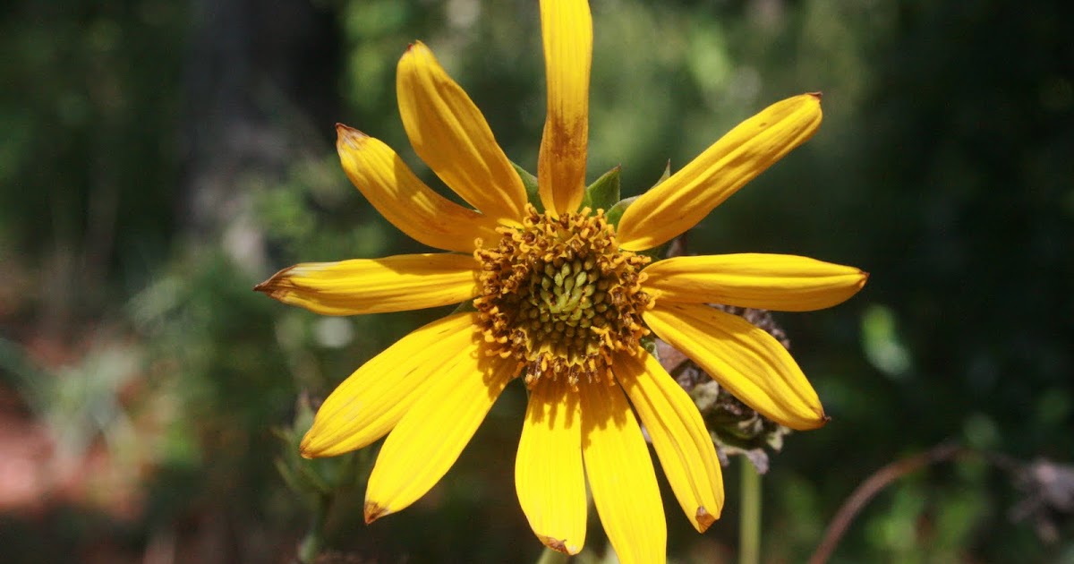 Native Florida Wildflowers Lakeside Sunflower Helianthus carnosus