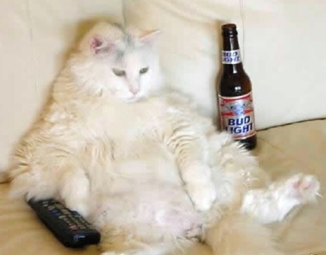 Chai Chats with the Eichers: Fat cats