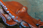 Everything Octopus: Life Cycle of an Octopus
