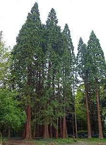 Sequoia1.jpg
