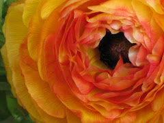 Ranunculus spp.