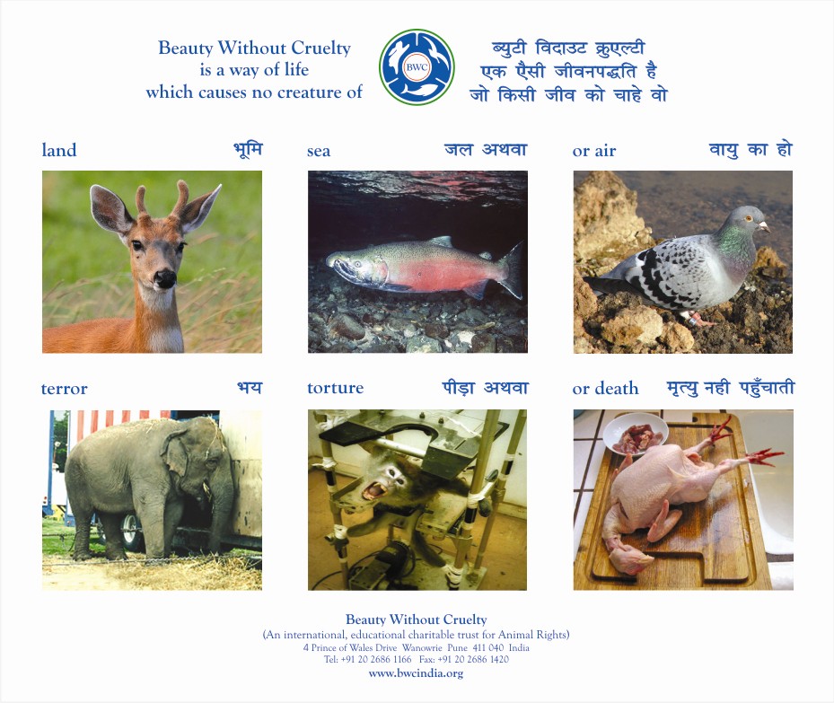 cruelty to animals research paper cruelty to animals research paper