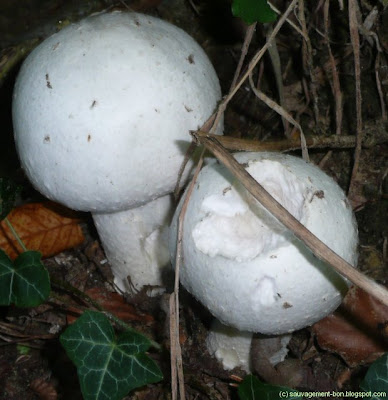 Agaric des bois, dont l'odeur anisée est caractéristique