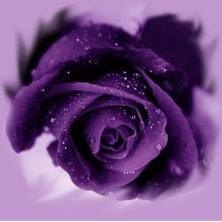 http://4.bp.blogspot.com/_UF8XER8bAN4/SrM6pxx3VJI/AAAAAAAAAH4/ye2dgdGxzL8/s320/rosa+violeta.jpg