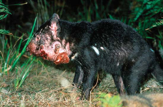 Tasmanian Devil Marsupial