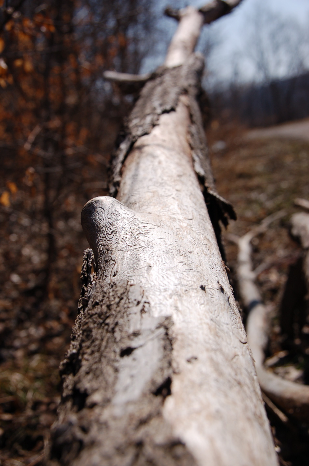 [DSC_0039.JPG]