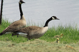 Geese and Goslings