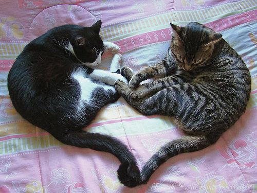 kittens playing together, pics of puppies and kittens together. kittens playing together,