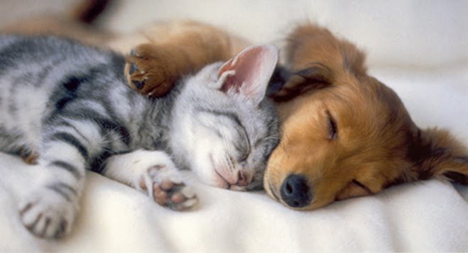 cute puppies and kittens cute puppies and kittens wallpaper. cute puppies and kittens