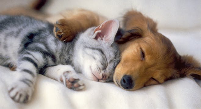cute puppies and kittens together. puppies and kittens and