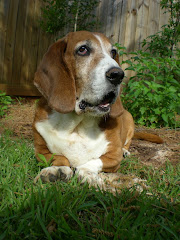 Bailey the Basset Hound