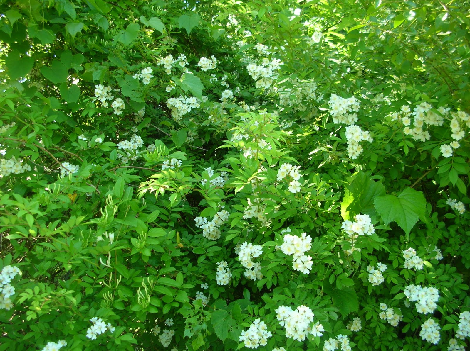 The Cumberland Post Blackberry Winter