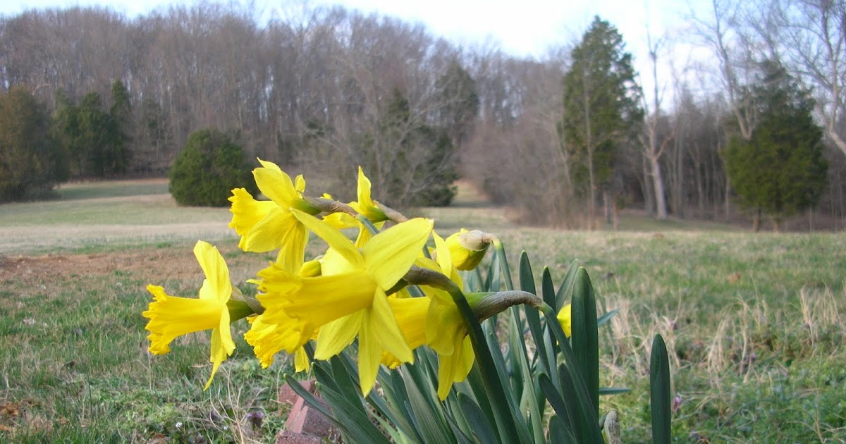 The Cumberland Post Daffodils vs. Buttercups