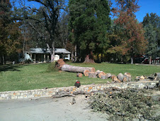 One old oak tree blew down a few weeks ago