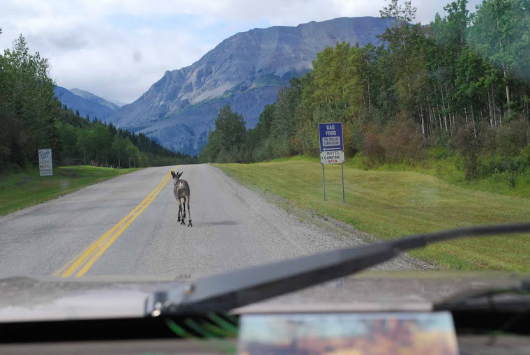 Jogging Caribou