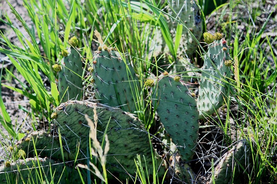 [prickly-pear.jpg]