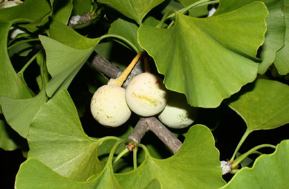 Natural = Saludable Ginkgo Biloba