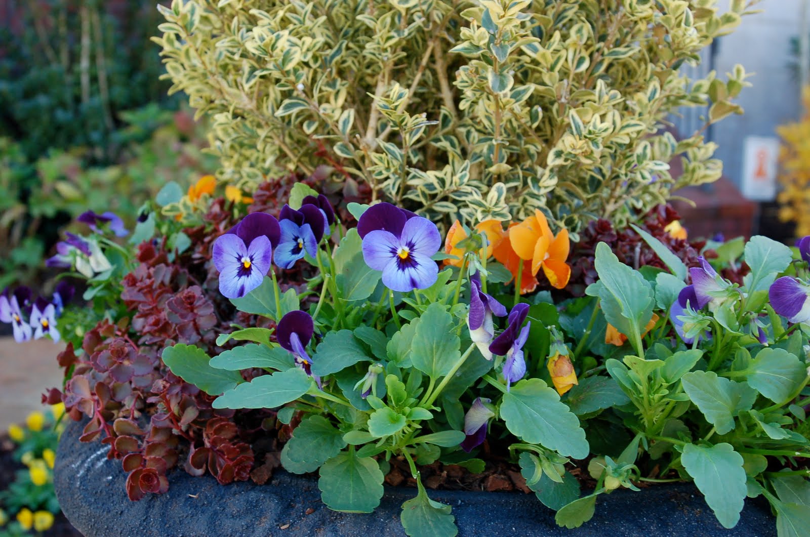 bwisegardening Pansy Care