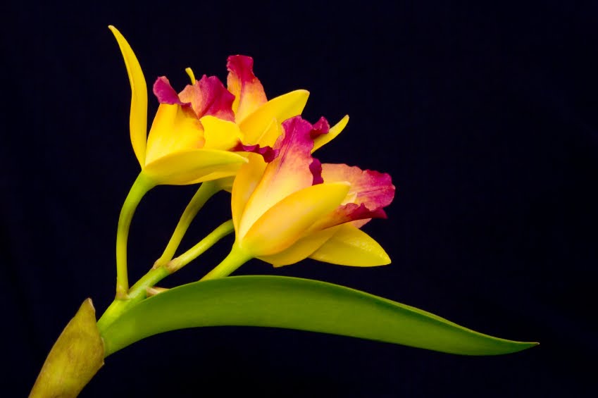 [orchid1.jpg]