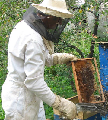 медогонка, мёд, осмотр пчёл, отъём мёда у пчёл, пчеловодство