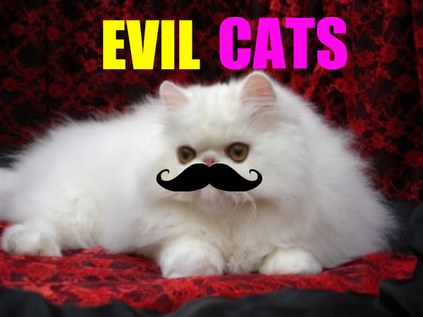 evilcats.jpg