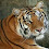 http://4.bp.blogspot.com/_UL_QY2eunmY/S3BHY-NKstI/AAAAAAAAAD8/JSsd0KaUB7I/S45/A_Regal_Bengal_Tiger.jpg