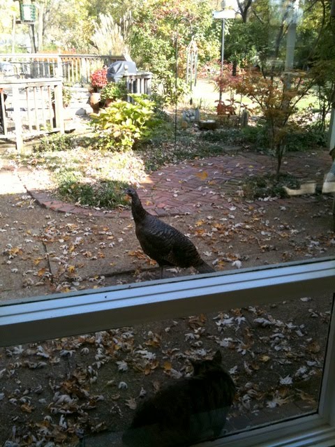 thanksgiving turkey