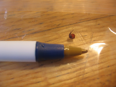 Engorged Deer Tick