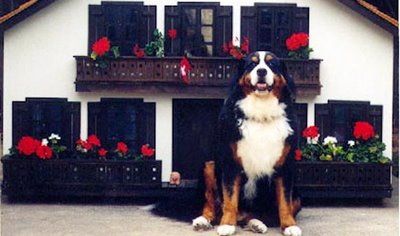 [casas_de_cachorro_suica.jpg]