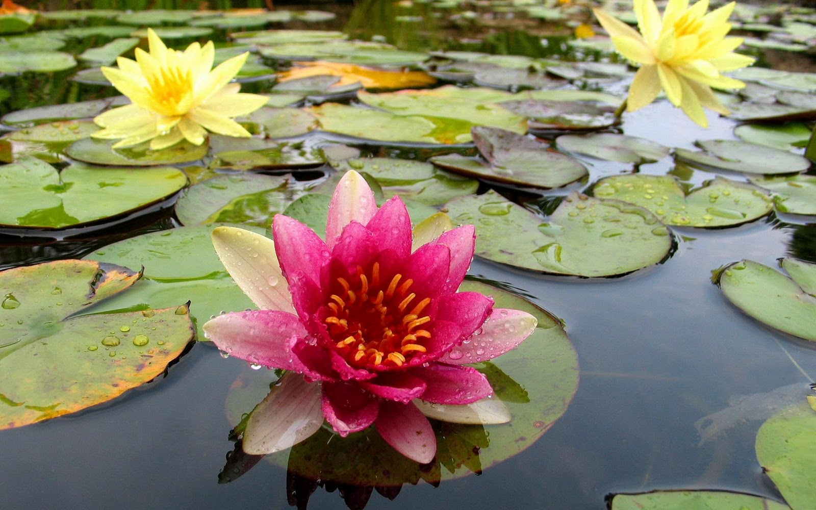 imagenes de flores hermosas en 3d