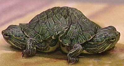 [2headedturtle.jpg]
