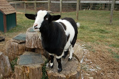 goat striking a pose 1