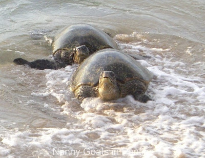 maui turtles mating