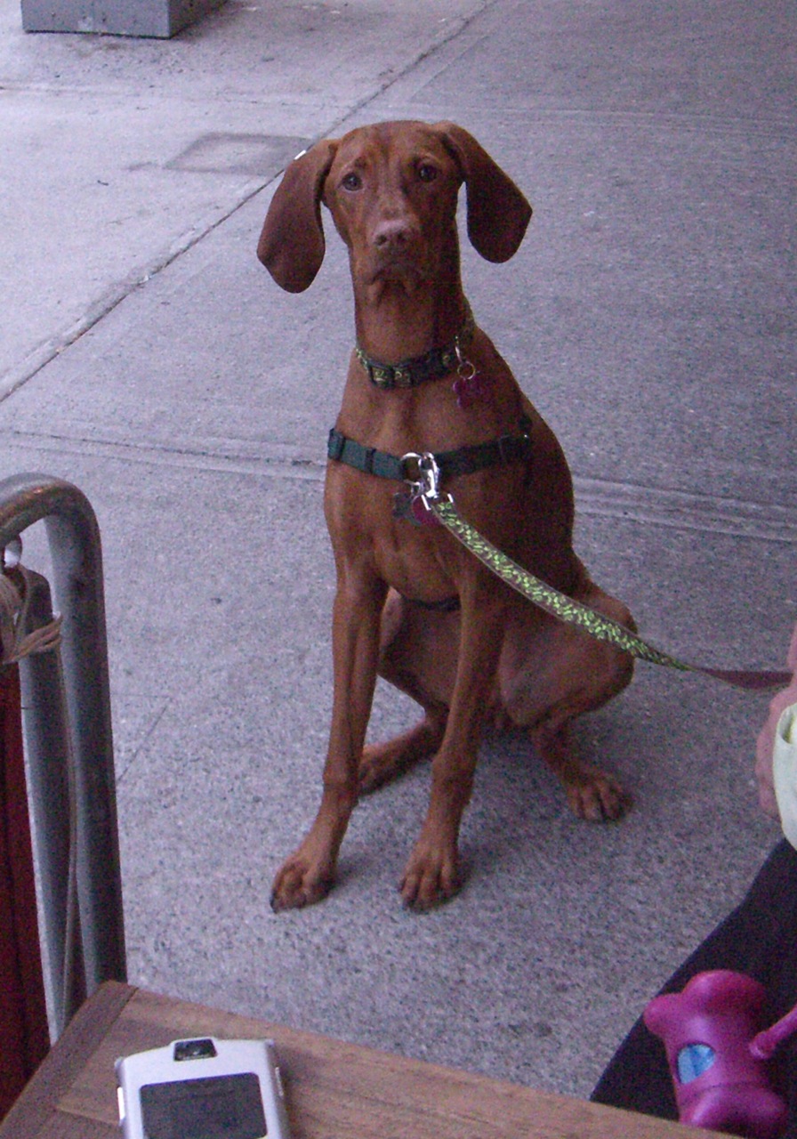 [nyc_tawny2.jpg]