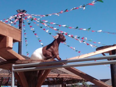 [circus walking tightrope.jpg]