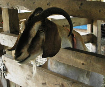 grinning goat at Drumlin Farm