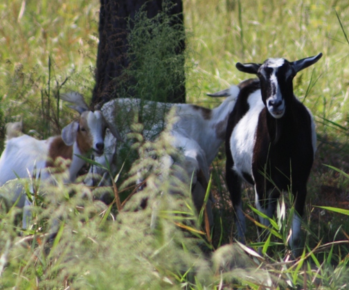 [goats from Beth 2.jpg]
