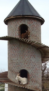 [goats only close-up.jpg]