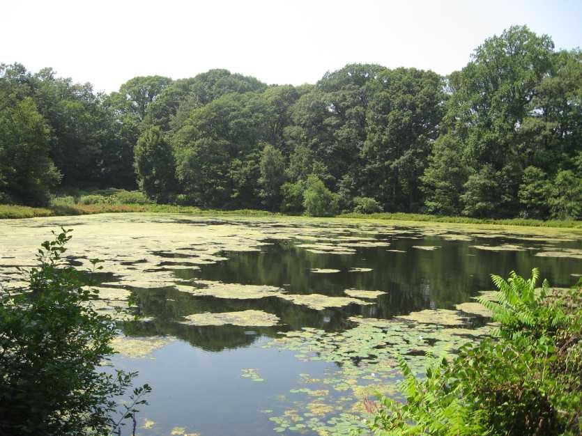 Remember Jamaica Plain? Ward's Pond
