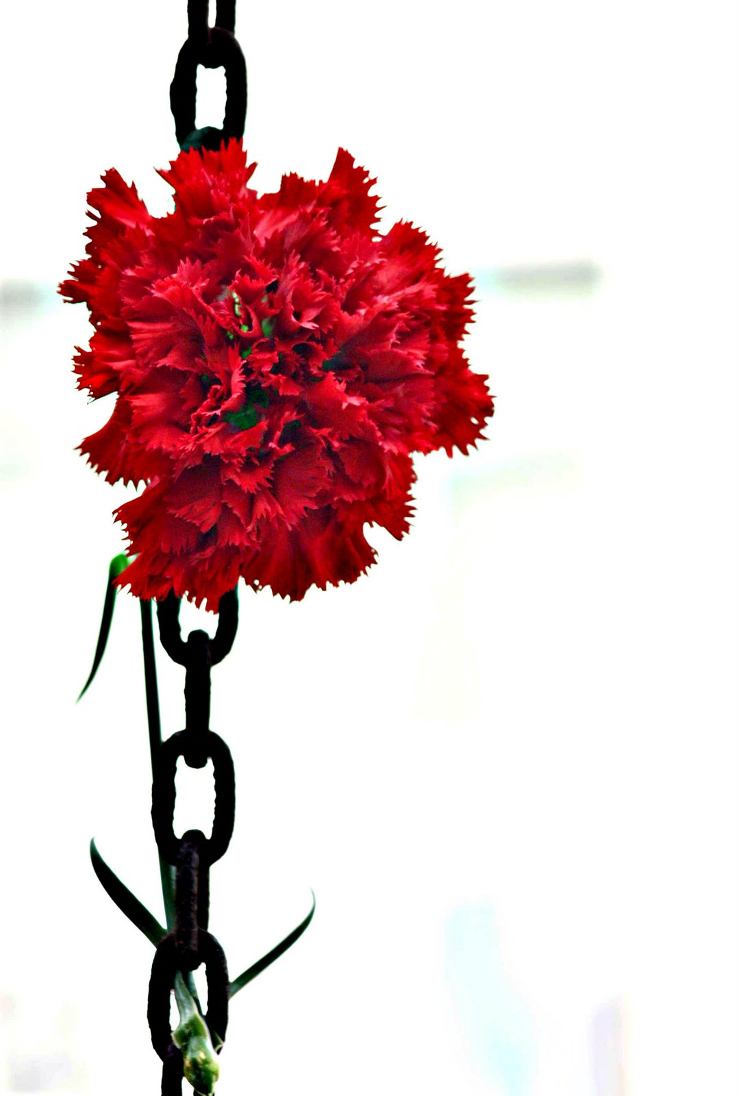 [IMG_6739+copy.jpg]