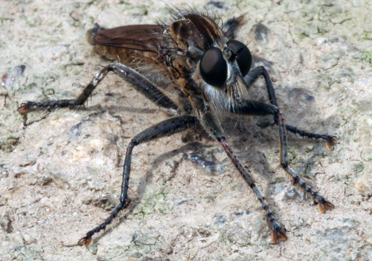[mosca.jpg]