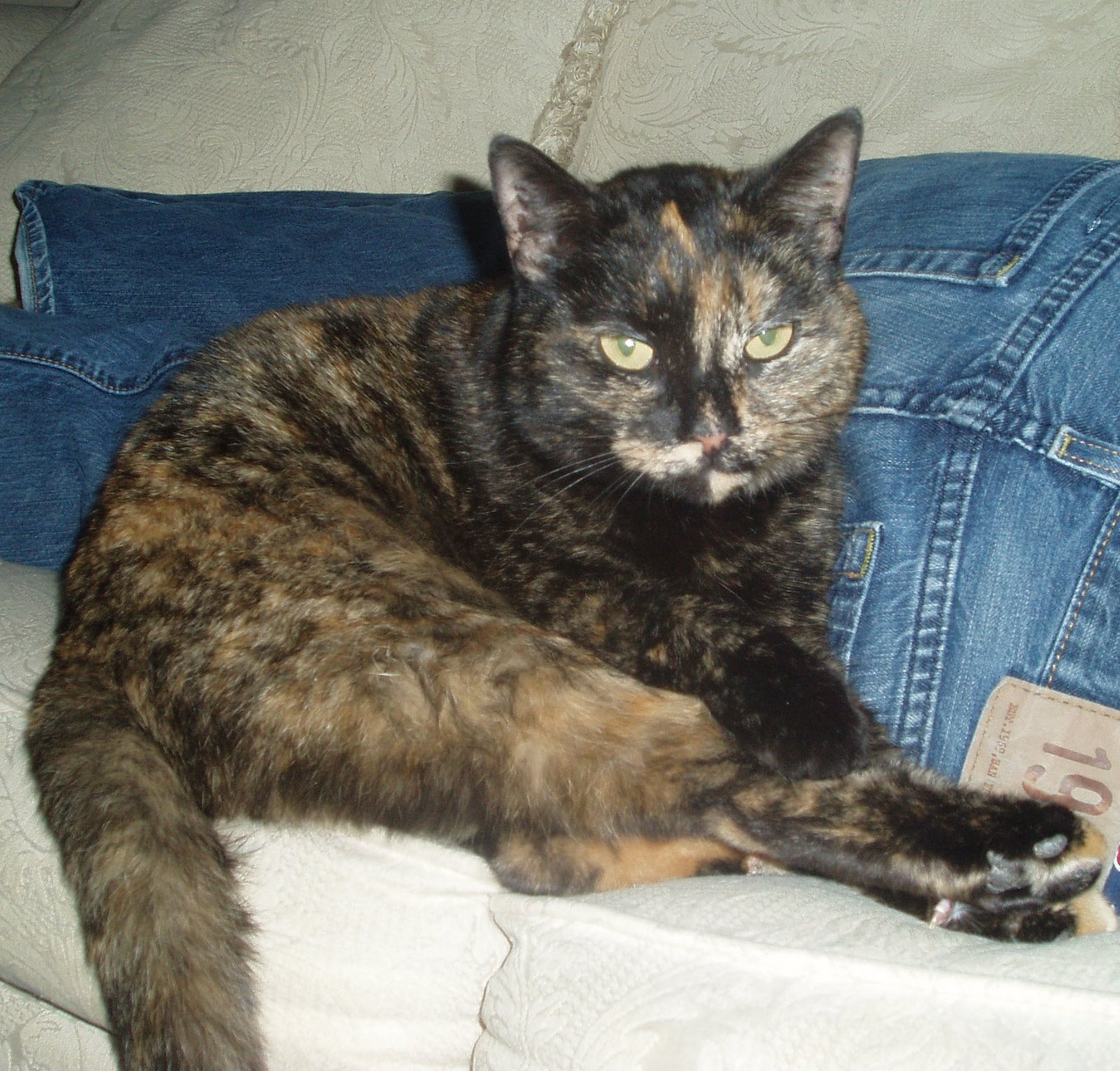 [cat2.JPG]