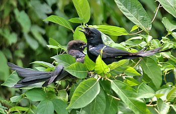 [adult+with+young.jpg]