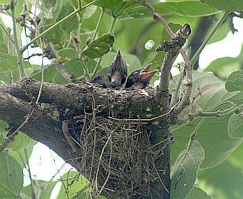 [nest.jpg]