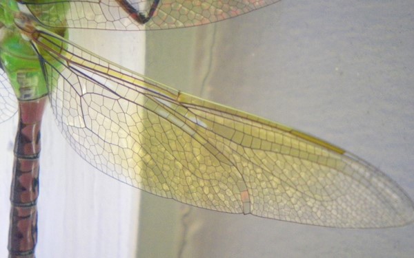 Dragonfly+wings+drawings