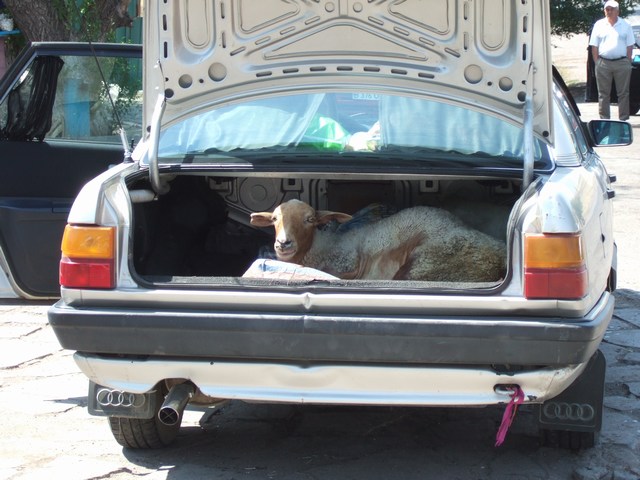 [mini-DSCF0215.JPG]
