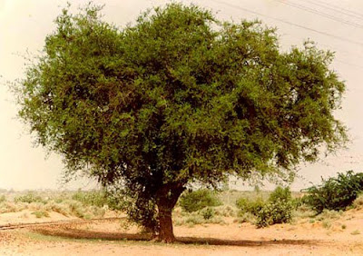 Khejri tree Nagaur